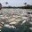 Once a peaceful waterway rich in fish and waterside wildlife, where local villagers caught fish and used its waters to irrigate rice paddies, the Citarum River in West Java in...