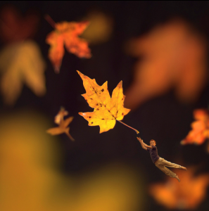 Fiddle Oak - Autumn